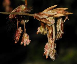 Rotbuche Blatt Rot Braun Bl Te Fagus Sylvatica Galerie Album Bilder Fotos