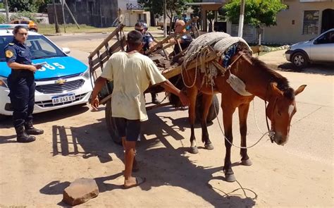 La Municipalidad continúa con los operativos de erradicación del