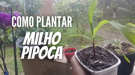 Aprenda A Plantar Milho Pipoca Parte Youtube