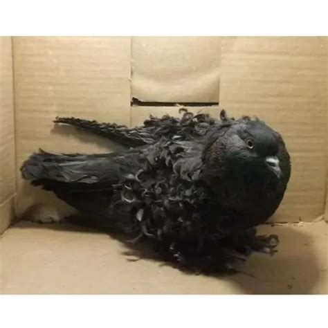 Frillback pigeon for sale - 2025 best exotic pet shop