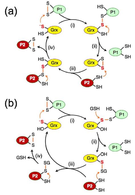 Scheme Ii Dithiol Mechanism In The Absence Of Gsh A And Monothiol