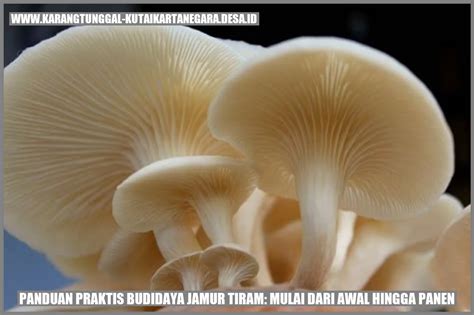 Cara Mudah Dan Praktis Budidaya Jamur Tiram Panduan Lengkap Dari Awal