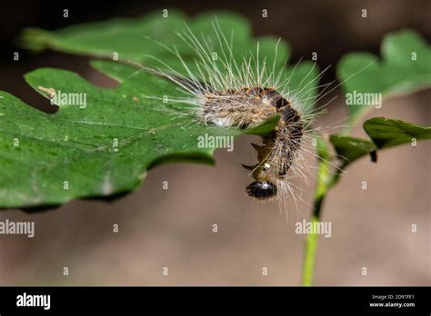 Oak Processionary Moth Larva Forest Hi Res Stock Photography And Images