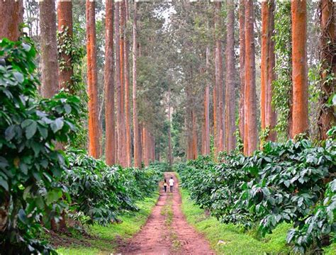 Coffee Plantations in Coorg, Karnataka | Incredible india, Honeymoon ...