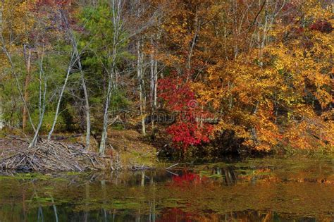 Autumn Colors Along the Shore of Bays Mountain Lake Stock Image - Image of colors, autumn: 133475481