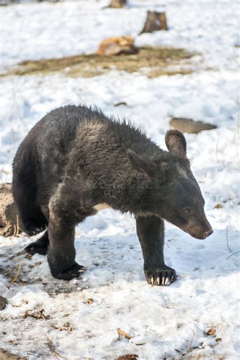 Gay Bear Stock Photos Free Royalty Free Stock Photos From Dreamstime