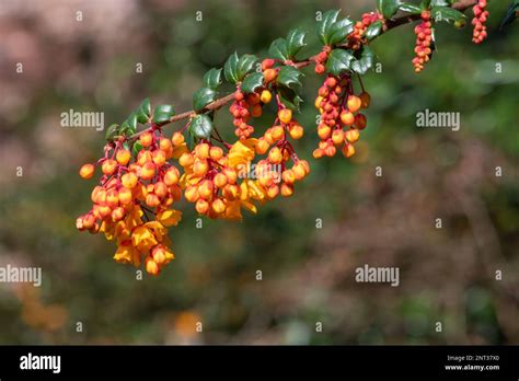 Close Up Of Darwins Barberry Berberis Darwinii Flowers In Bloom Stock