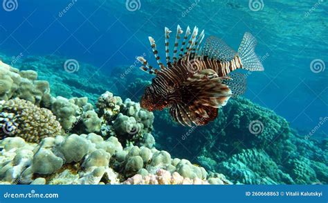 Lion Fish In The Red Sea In Clear Blue Water Hunting For Food Stock