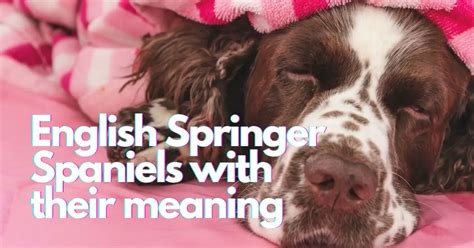 English springer spaniel sleeping positions with their meaning ...