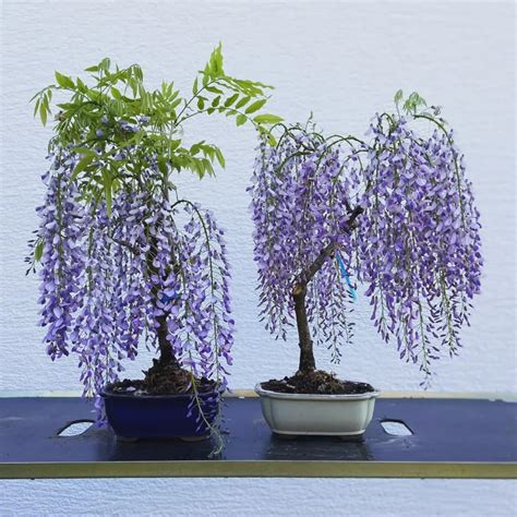 Japanese Wisteria Bonsai: Elegant Shaping and Growing Guide