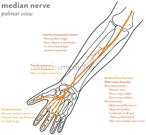 Median Nerve Distribution | Sketchy Medicine