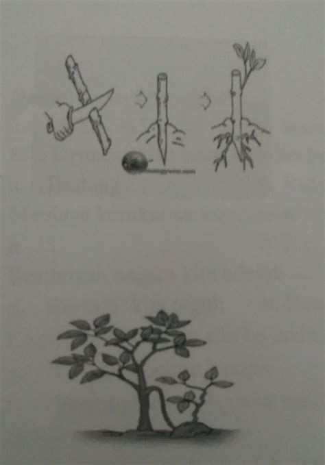 Detail Gambar Perkembangbiakan Vegetatif Buatan Koleksi Nomer 49