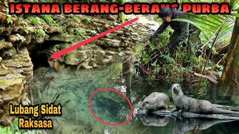 Berburu Sidat Raksasa Di Goa Purba Yang Jadi Sarang Berang Berang Youtube