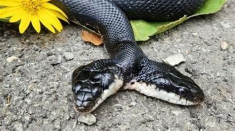 Rare 2 Headed Snake Captivates Nature Center Visitors