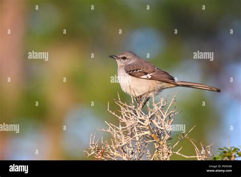 Oiseau moqueur du nord Banque de photographies et dimages à haute