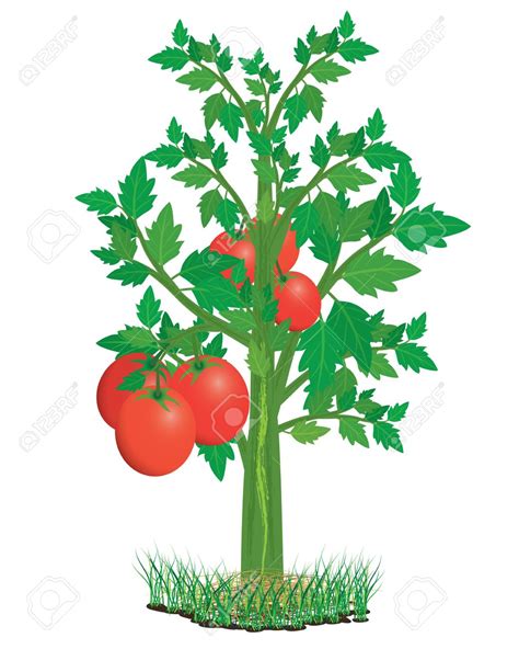 clipart tomato plant 20 free Cliparts | Download images on Clipground 2024