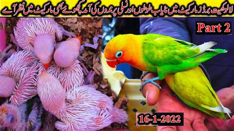 Lalukhet Exotic Birds And Parrots Market 16 1 2022 Karachi Part 2