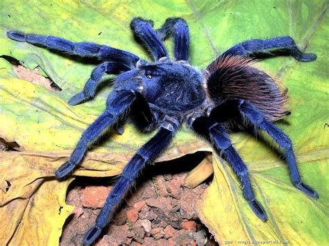 araignée bleue irisée une mygale tango de la nouvelle espèce