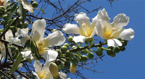 Ceiba Glaziovii Paineira Branca White Cotton Silk Tree Brazilian