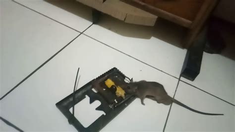 Tikus Kena Perangkap Youtube