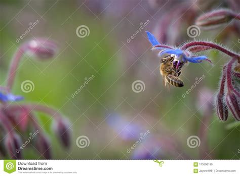 Abeja En Borraja Aka La Flor De La Estrella Imagen De Archivo Imagen