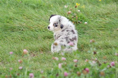 How Big Do Miniature Australian Shepherds