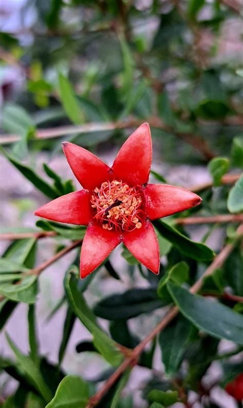 Pomegranate Flower Sadia Ahmed Flickr