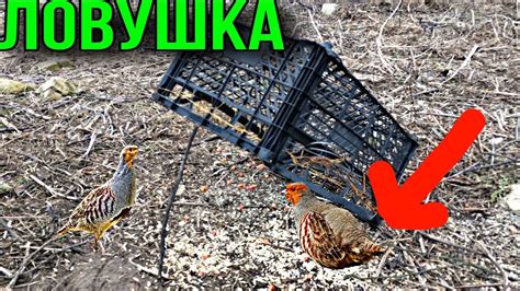 ПРОСТАЯ ЛОВУШКА НА КУРОПАТКУ И МЕЛКУЮ ПТИЦУ !!! - YouTube