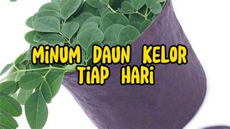 Manfaat Luar Biasa Minum Daun Kelor Setiap Hari Kunci Kesehatan Dan