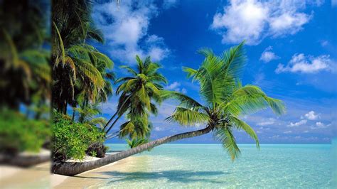 Desktop Backgrounds Tropical - Wallpaper Cave