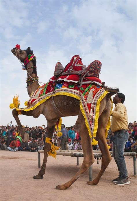 Camel Festival in Bikaner, Rajasthan, India Editorial Stock Photo ...