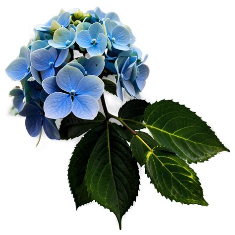 Download Winter Hydrangea Png 05242024 | Wallpapers.com