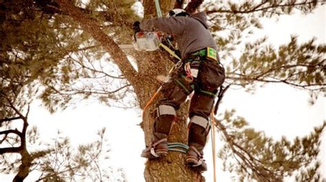 6 Best Top Handle Chainsaw For Arborist 2023 Review