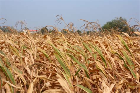 Effect of heat and drought on food security and agricultural production