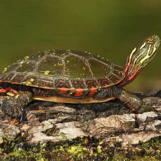 Western Painted Turtle Facts and Pictures