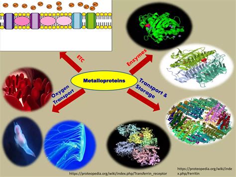 Metalloproteins .pptx