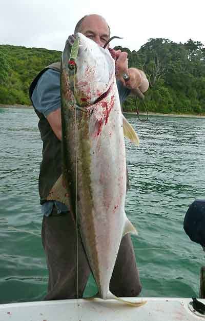 Kingfish Yellowtail Seriola Lalandi How To Catch Yellowtail Kingfish