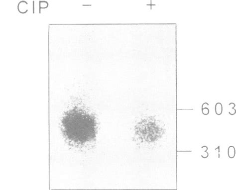 Sensitivity Of The In Vivo 32p Orthophosphate Labeled Dna Fragments To