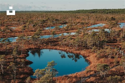 An aerial view of a swampy area with trees and water photo – Free ... 