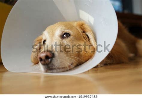 Dog Neck Recovery Collar: Over 318 Royalty-Free Licensable Stock Photos ...