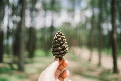 Premium Photo Human Hand Holding Pine Cone In Forest