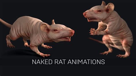 Naked Rat Animations Youtube