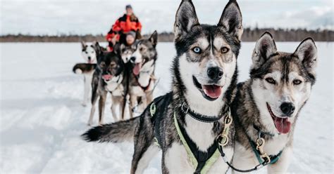 Rovaniemi Aldeia Do Papai Noel Passeio De Tren Puxado Por Huskies E