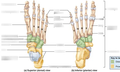 Feet Diagram Quizlet