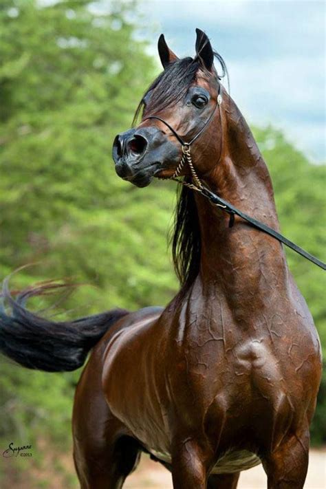 Brown Arabian Horse - Arabians are a very popular breed of horse for ...