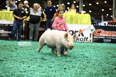 Njss Overall Purebred Influenced Crossbred Gilt Show National