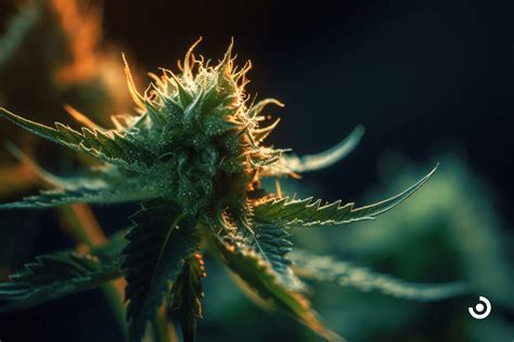 Find The Best Cannabis Strains For Chronic Pain Relief