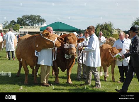 Cattle at show Stock Photo - Alamy