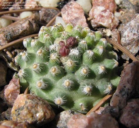 Plantfiles Pictures Knowltons Cactus Thimble Plains Cactus