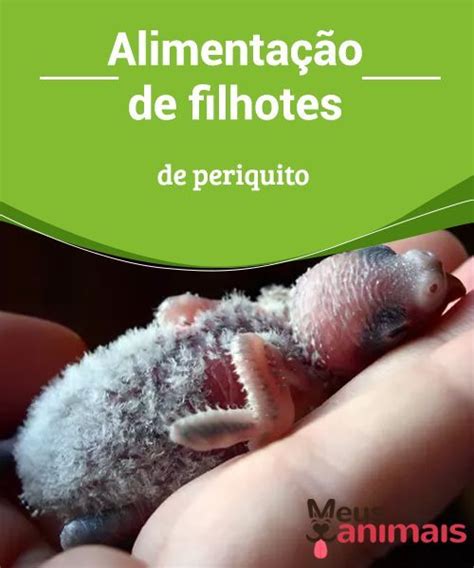 Alimentação de filhotes de periquito Periquitos Periquito Filhotes